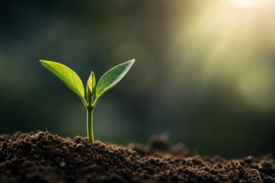 Growth & Innovation